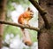 Squirrel on the treel