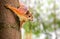 Squirrel on the treel