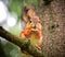 squirrel on the treel