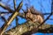 Squirrel up in the tree on a branch - blue sky