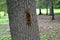 Squirrel upside down on the tree