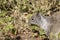 Squirrel using its paw to scoop tasty food towards its mouth