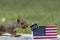 Squirrel VOTE booth election concept with USA flag peanuts for votes