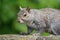 Squirrel walking along on a stone