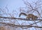 Squirrel walking on barren tree branch in urban Chicago park