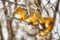 Squirrel Walking A Branch in a Scrub Oak Tree