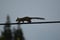 A squirrel walking on electric wire