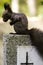 Squirrel walking in graveyard