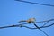 Squirrel walking on power cable