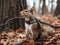 a squirrel wearing a harness