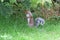 Squirrel, which is hiding behind a branch of spruce in Hyde Park in London