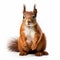 squirrel on white background