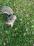 Squirrel, wildlife, animal, Dublin, Park, Ireland,