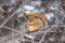 A Squirrel in Winter - Nebraska