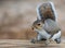 Squirrel on a wooden beam R