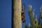 Squirrel on wooden pole upside down and pine branch