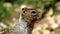 Squirrel, Zion National Park.