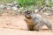 Squirrel at Zion National Park
