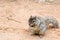 Squirrel at Zion National Park