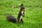 Squirrell picking up nuts on green grass