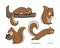 Squirrels on activities Vector Illustration Collection