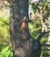 Squirrels climbing tree trunk in Gellert hill park in Budapest