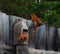 Squirrels jumping on wooden fence in the garden