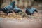 Squirrels and pigeons eat together  in jaipur