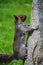 Squirrels are almost always a white version of the eastern grey squirrel.