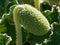 Squirting Cucumber - Ecballium elaterium Ripe Fruit , also called exploding cucumber