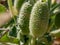 Squirting Cucumber - Ecballium elaterium Ripe Fruit , also called exploding cucumber