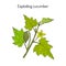 Squirting or exploding cucumber Ecballium elaterium , medicinal plant