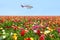 Sraeli Air ambulance helicopter flies over flower plantation