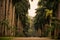 Sri Lanka: alley of palms in Royal Botanic Gardens, Kandy