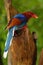 The Sri Lanka blue magpie or Ceylon magpie Urocissa ornata sitting on a tree stump.Colorful magpie from Asia sitting on a bare