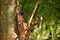 Sri Lanka Blue Magpie in Sinharaja Jungle