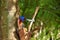 Sri Lanka Blue Magpie in Sinharaja Jungle