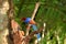 Sri Lanka Blue Magpie in Sinharaja Jungle