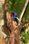 Sri Lanka Blue Magpie in Sinharaja Jungle