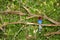 Sri Lanka Blue Magpie in Sinharaja Jungle