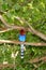 Sri Lanka Blue Magpie in Sinharaja Jungle