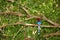 Sri Lanka Blue Magpie in Sinharaja Jungle