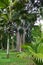 Sri Lanka, botanical garden , forest, tropical, nature