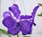 Sri Lanka, botanical garden, greenhouse, orchid, purple