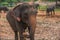 Sri lanka: captive elephants in Pinnawala