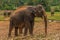 Sri lanka: captive elephants in Pinnawala