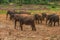 Sri lanka: captive elephants in Pinnawala