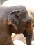 Sri Lanka Ceylon, Asian elephant returning from the river