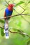 Sri Lanka or Ceylon Blue Magpie