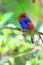 Sri Lanka or Ceylon Blue Magpie